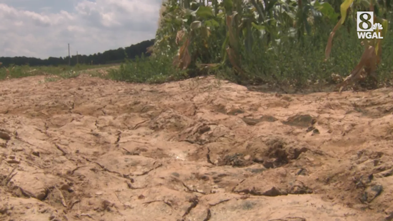 York County farmer says this growing season is one of the toughest he's seen