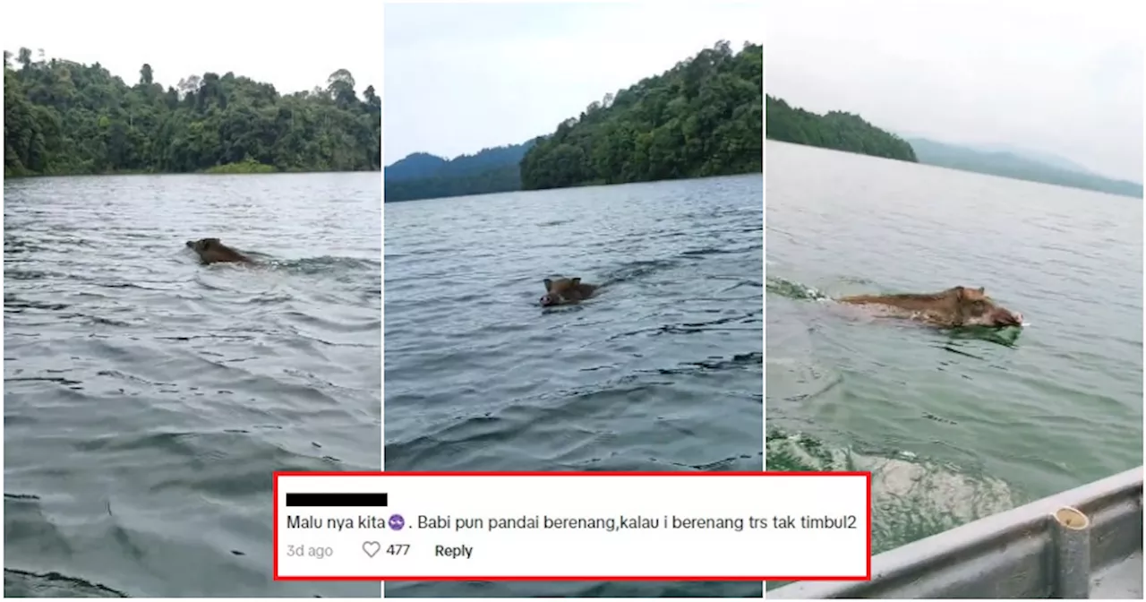  M'sian Encounters Wild Boar Impressively Swimming in Johor River, Leaving Netizens Amused!