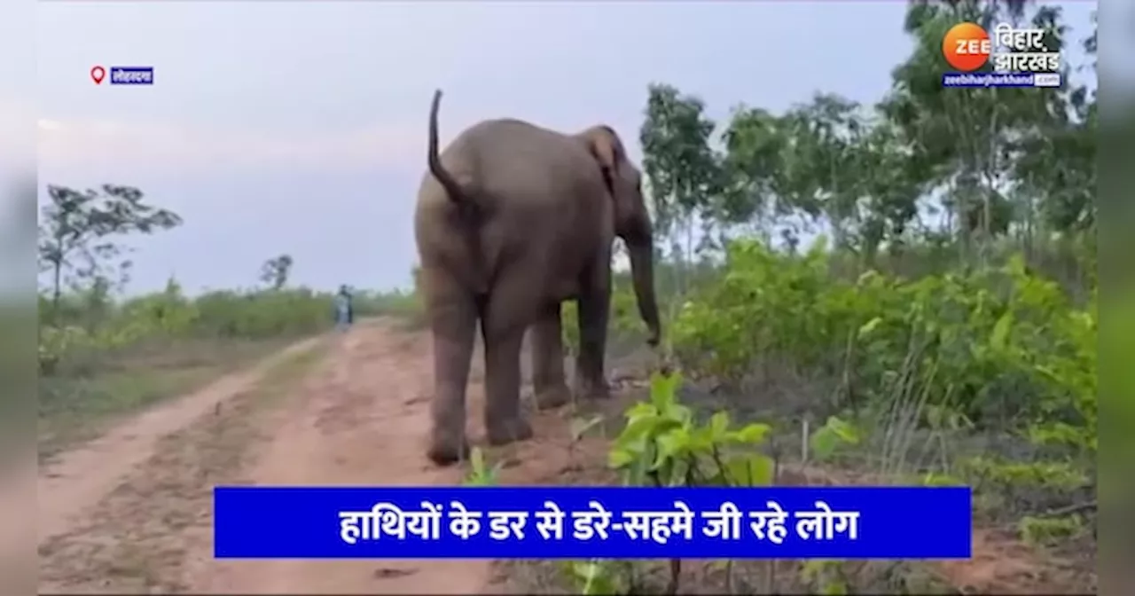 Lohardaga Elephant Video: खूनी हाथियों का झुंड मचा रहा आतंक, दो लोगों की ले चुका जान, फसलों को पहुंचा रहा नुकसान