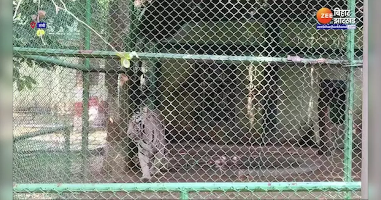 Ranchi Zoo: अकेले बाघ को मिला बाघिन का साथ, नए जानवरों से बिरसा जैविक उद्यान हुआ गुलजार