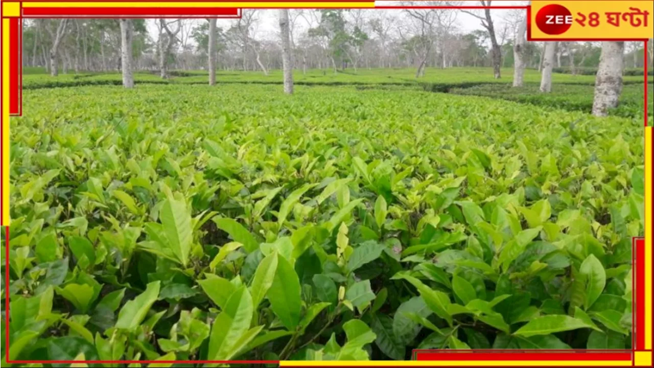 Tea: অতিবৃষ্টিতে নষ্ট হচ্ছে তরাই-ডুয়ার্সের বহু চা-বাগান, চরম ক্ষতির মুখে ব্যবসায়ীরা...