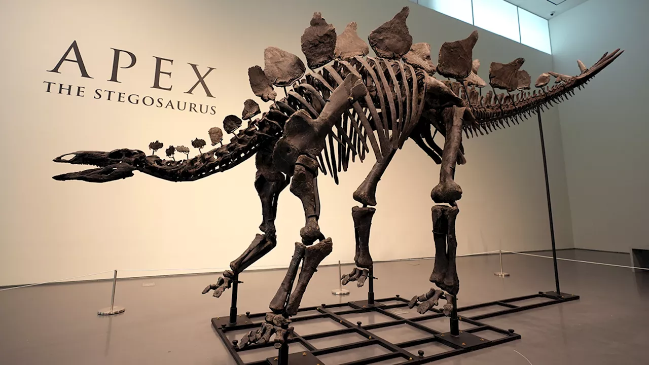 Rare, nearly complete fossilized stegosaurus skeleton set to be auctioned by Sotheby's in New York