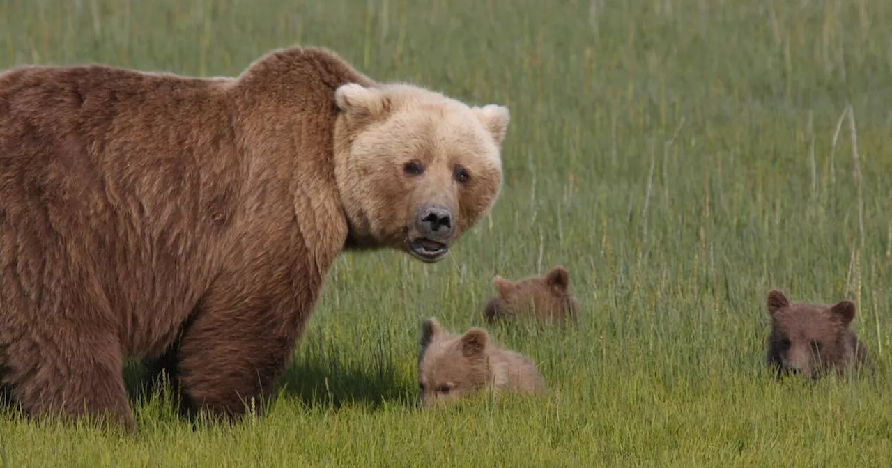 Bear baiting again banned in national preserves in Alaska, under new National Park Service rule