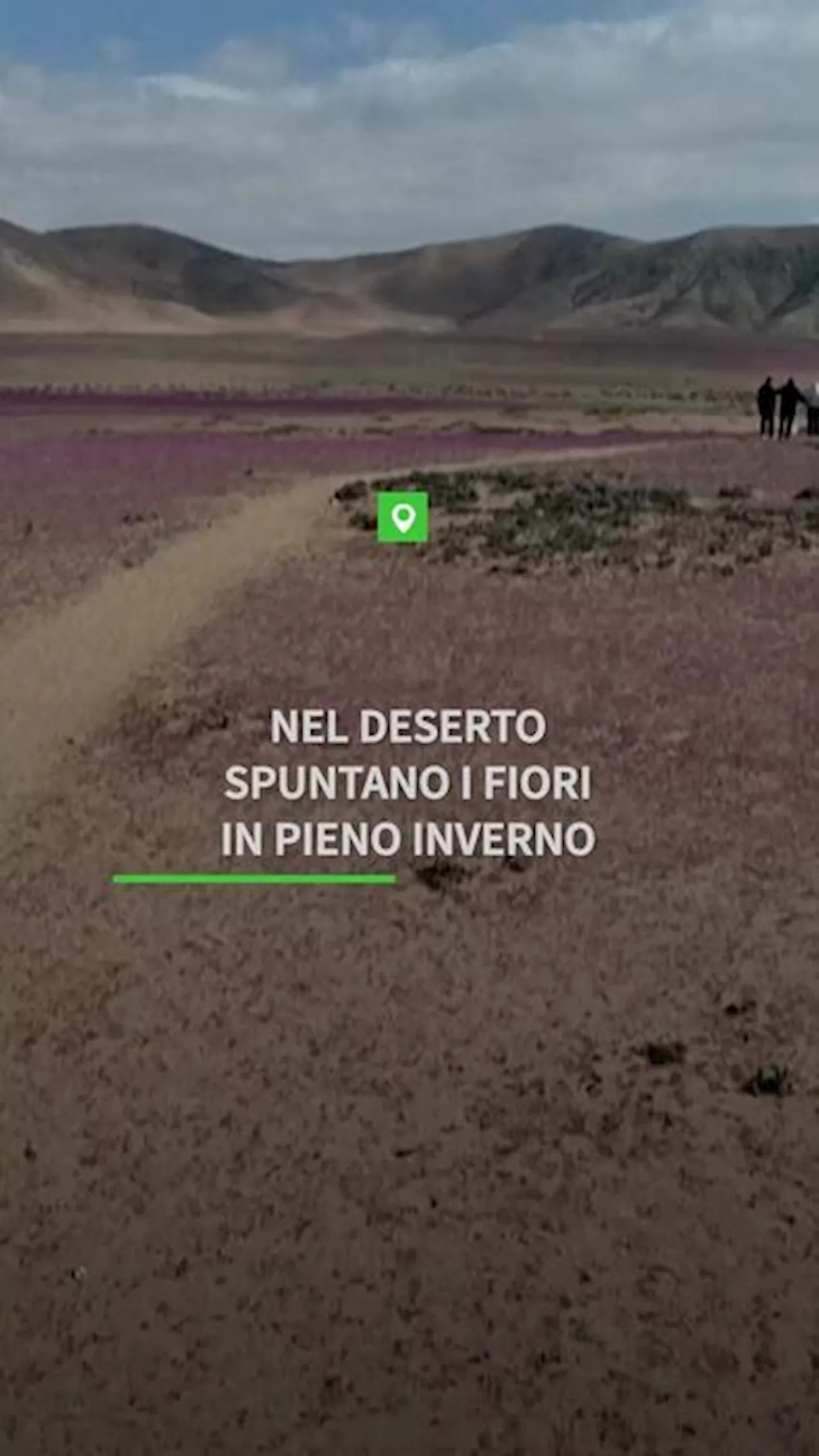 Cile, nel deserto spuntano i fiori in pieno inverno