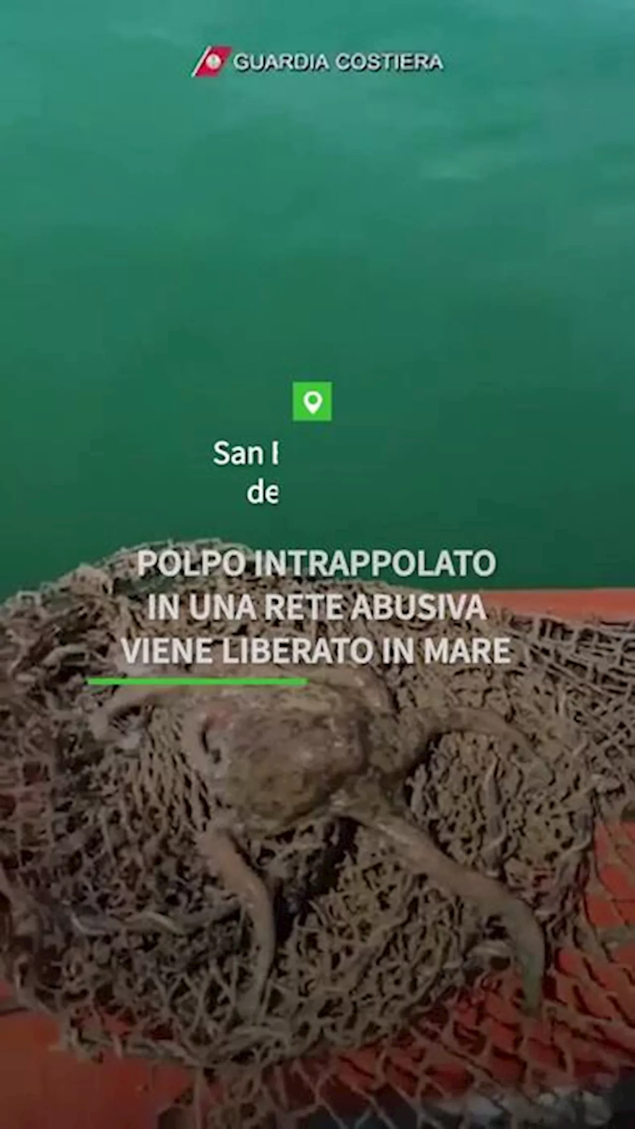 Polpo intrappolato in una rete abusiva: viene liberato in mare