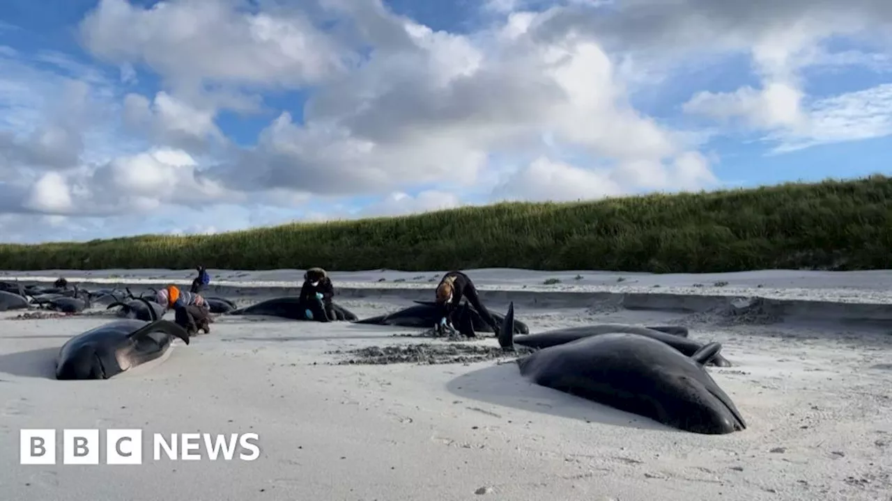 Experts arrive to examine Orkney stranded whales