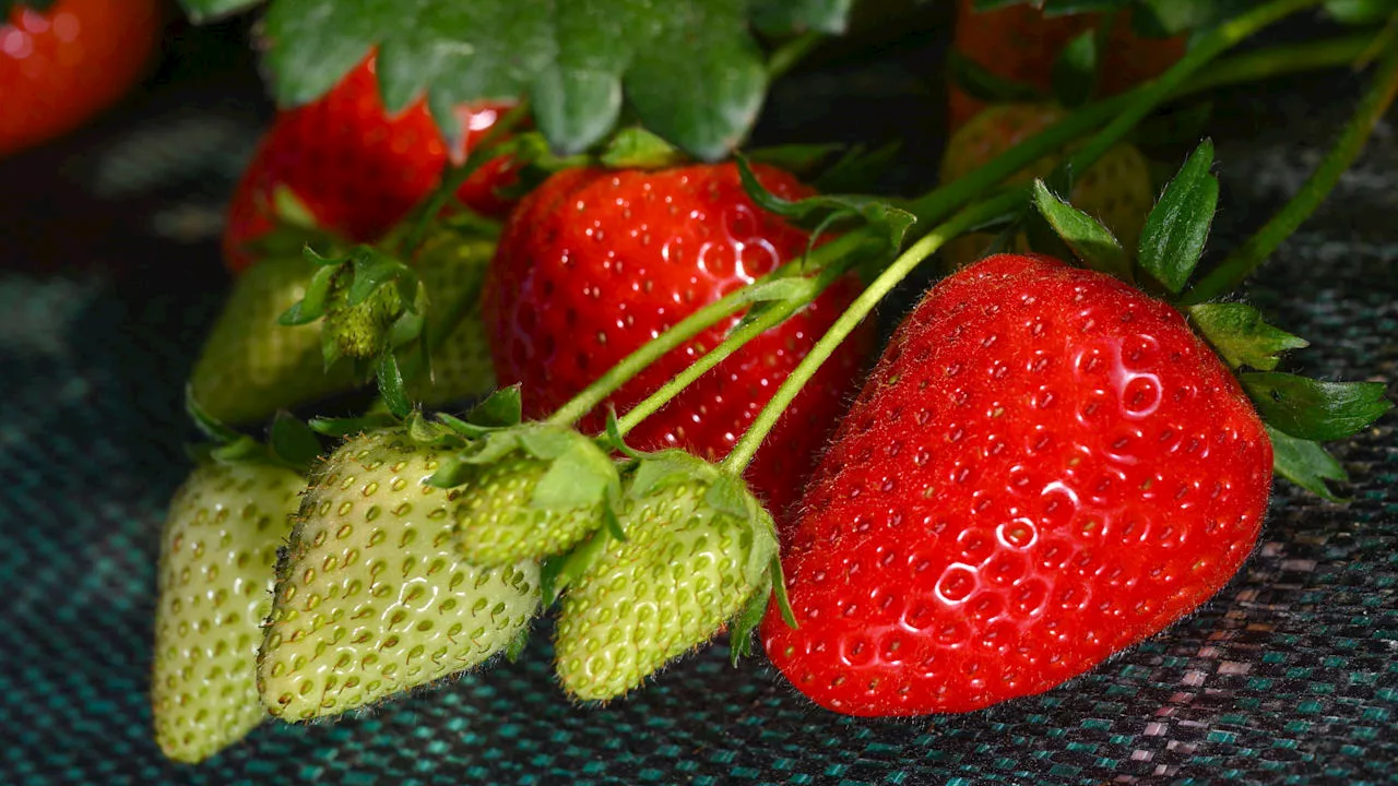 Erdbeeren auf dem Balkon anpflanzen: Tipps und Tricks