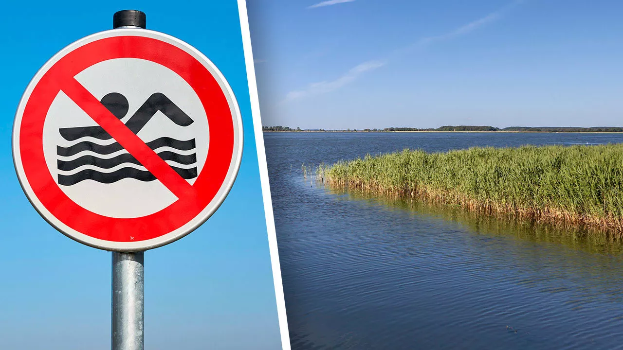 Warnung vor Bakterien an Mecklenburgs Seen: Blaualgen vermiesen den Bade-Spaß