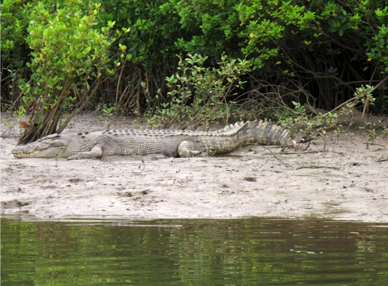 At least 200 crocodiles crawl into cities as heavy rains hit northern Mexico, near Texas