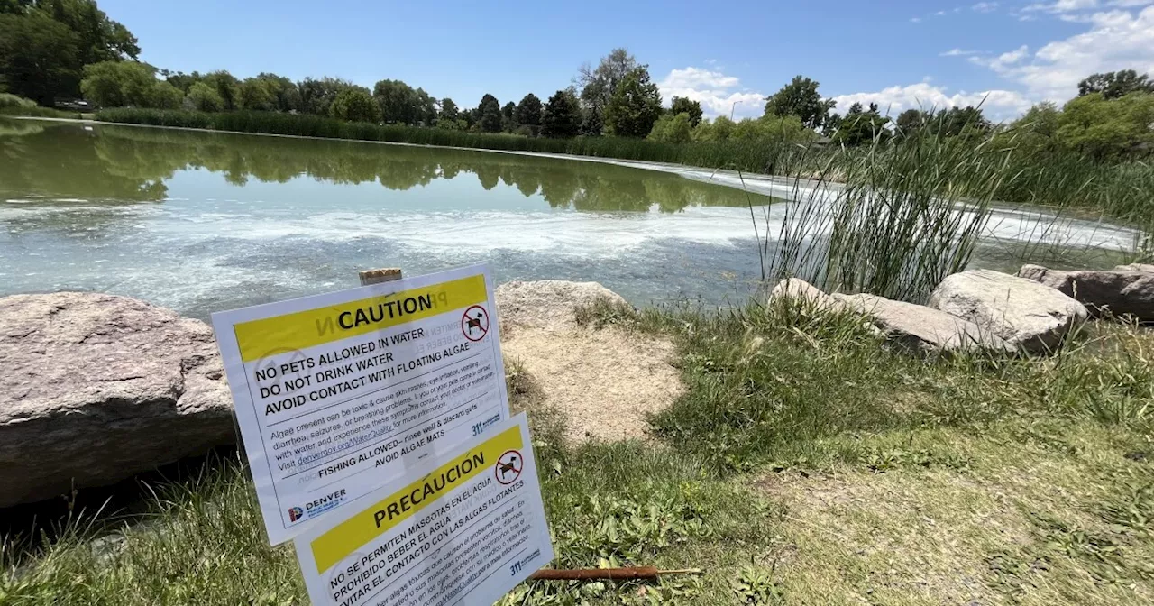 Toxic blue-green algae closes two more Denver metro lakes