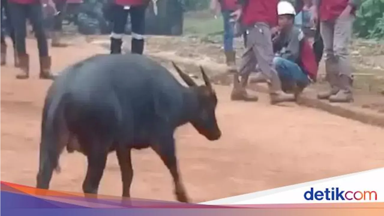 Anoa Muncul di Kawasan Tambang di Konawe, BKSDA Sultra Akan Evakuasi