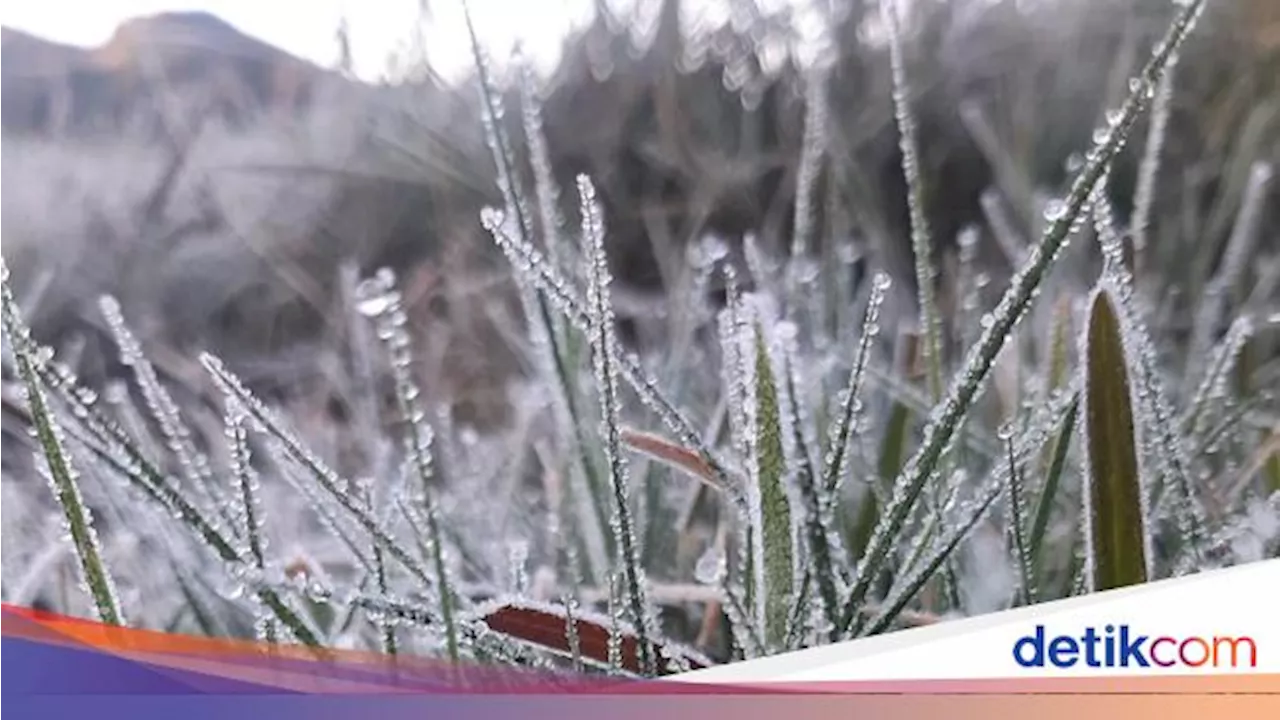 Menggigil! Suhu Dieng Pagi Ini Minus 1,7 Derajat, Embun Beku Lebih Tebal