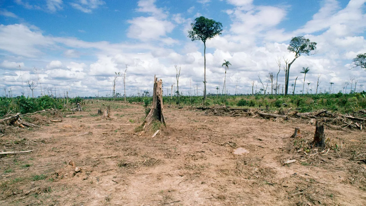 EU-Entwaldungsverordnung: Lieferketten und Klimaschutz