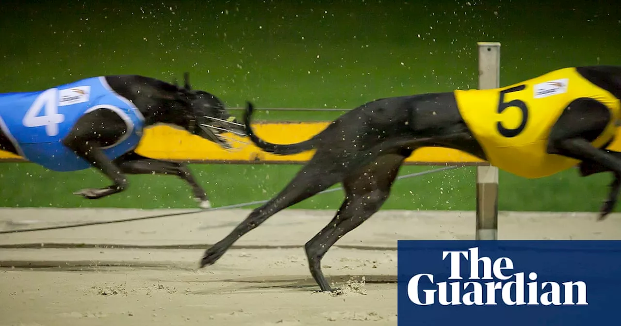 Watchdog investigating NSW greyhound racing facing integrity allegations of its own in explosive report