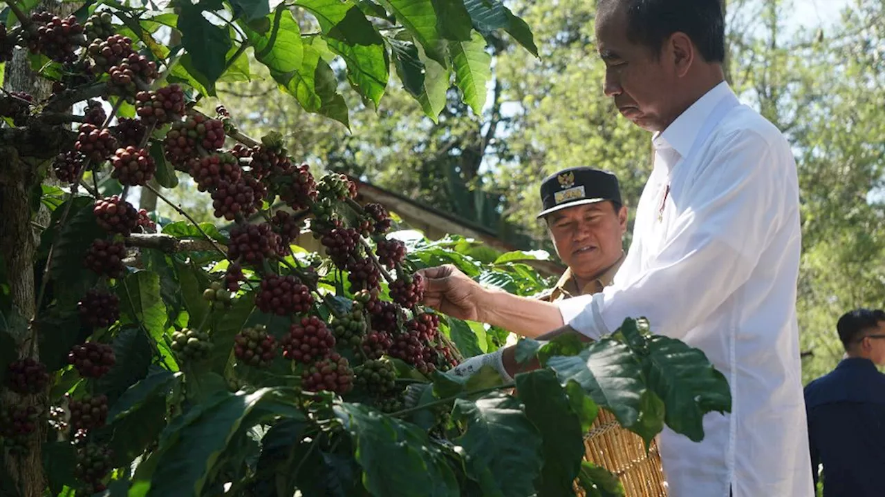 In Lampung, President Jokowi emphasized the importance of boosting coffee productivity