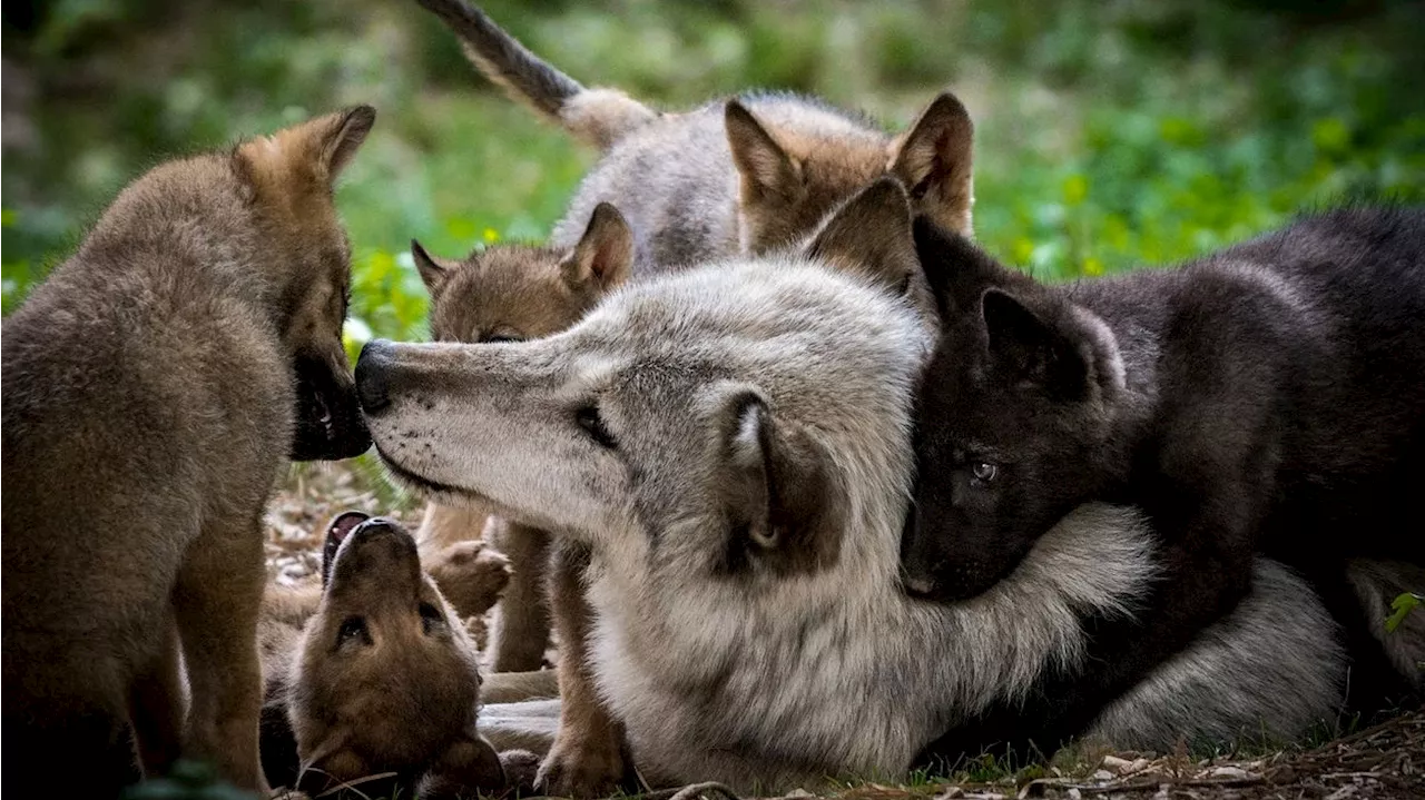 Darf der österreichische Wolf jetzt vor Freude heulen?