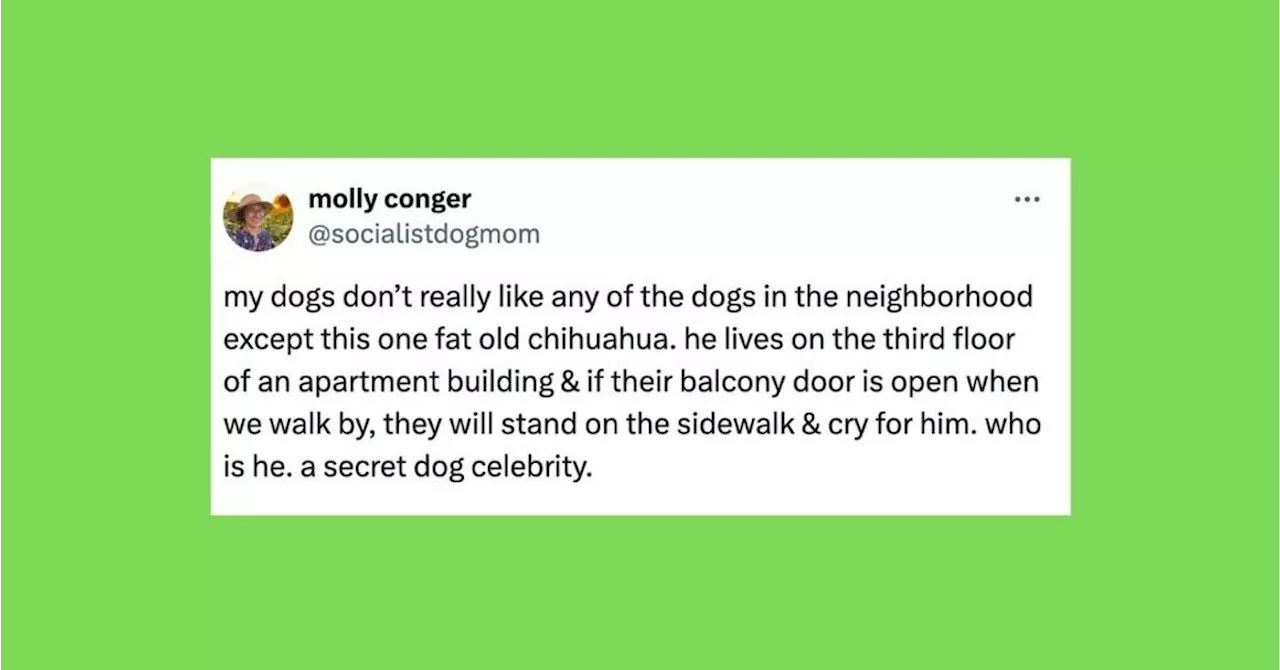 26 Of The Funniest Tweets About Cats And Dogs This Week (July 6-12)