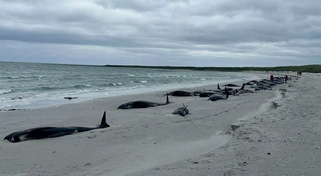 Scozia, 77 balene globicefali morte spiaggiate sulle isole Orcadi: alcuni esemplari soppressi. Cosa è successo