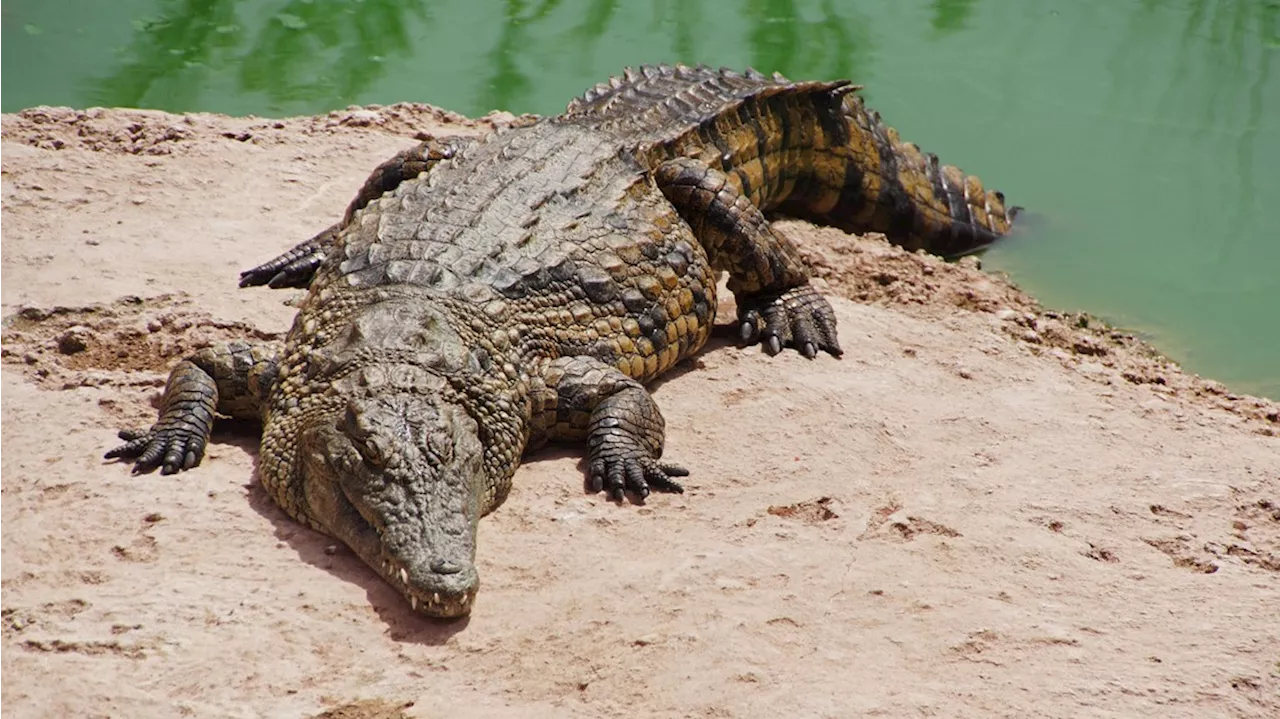 At least 200 crocodiles crawl into cities as heavy rains hit northern Mexico, near Texas