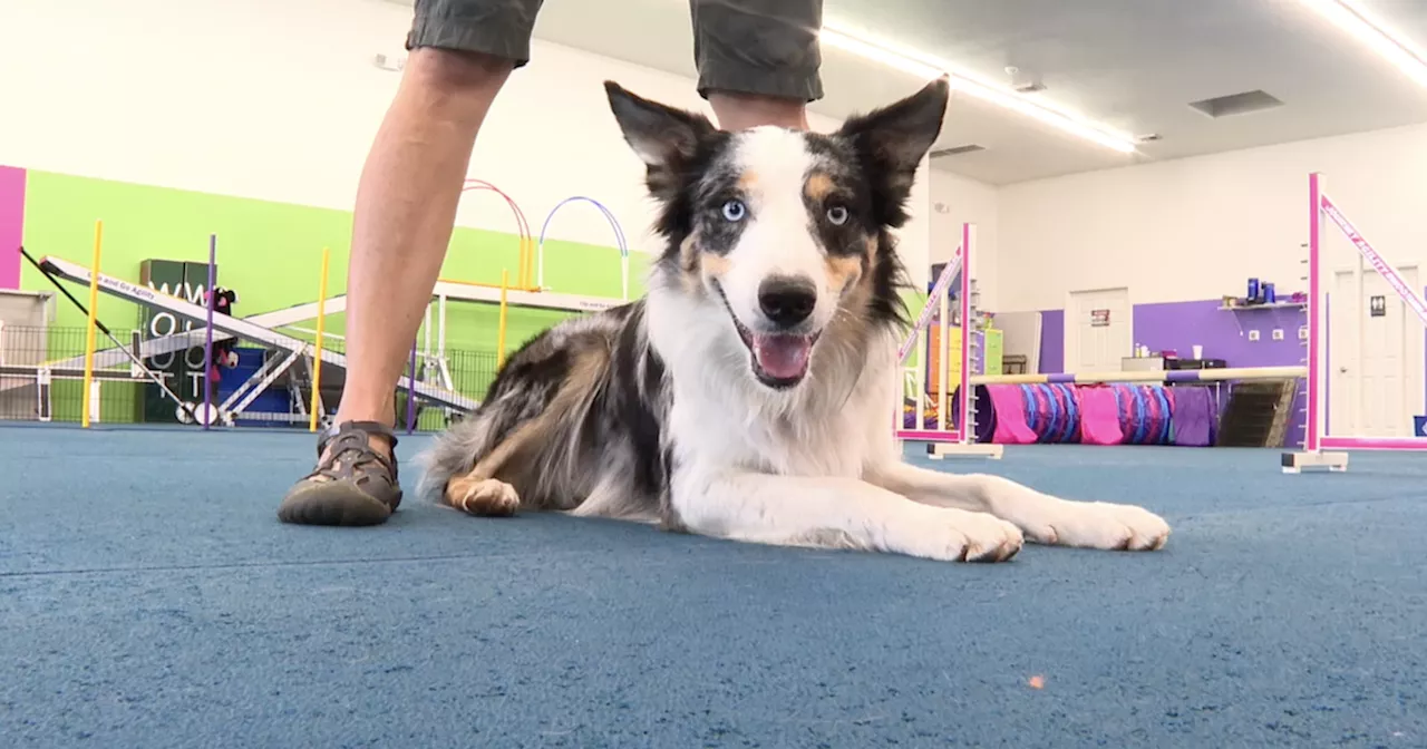 Midtown dog training center offers indoor space for dogs to exercise