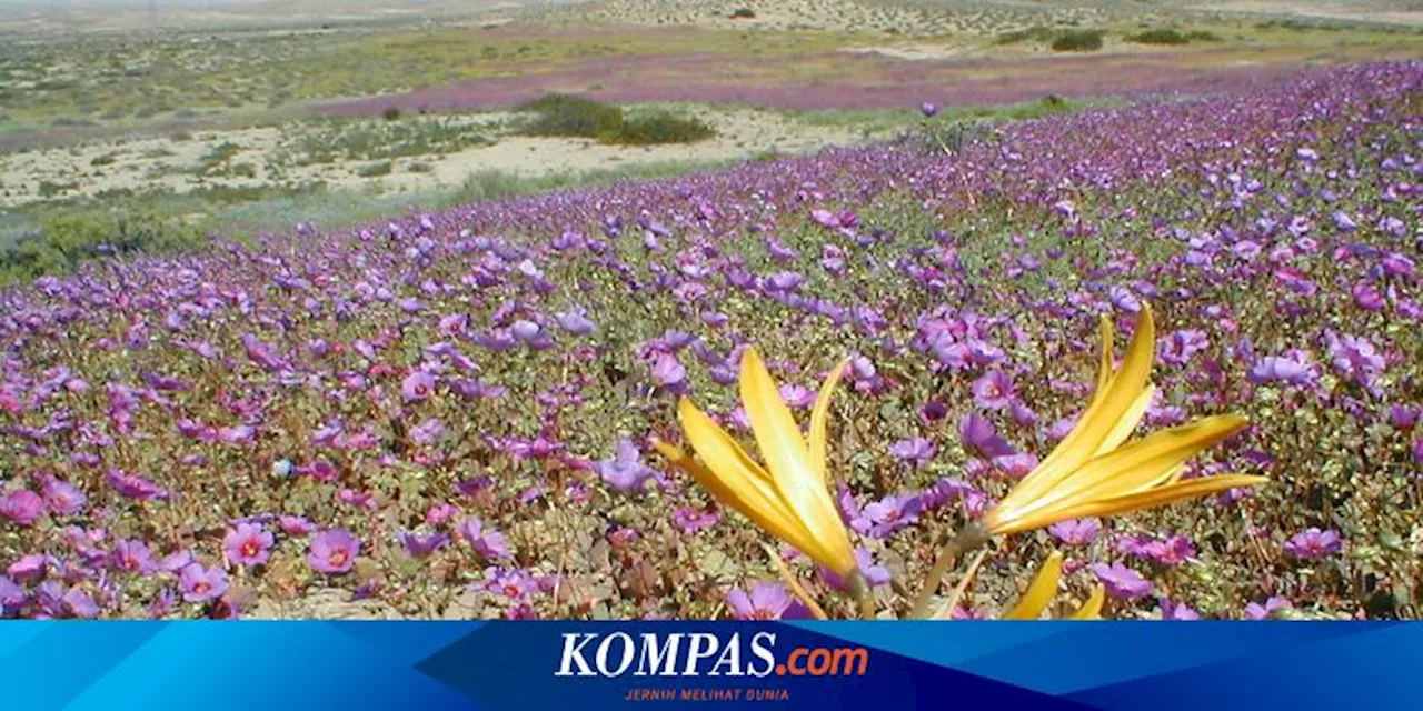 Berkat El Nino, Gurun Terkering di Dunia Ditumbuhi Bunga-bunga