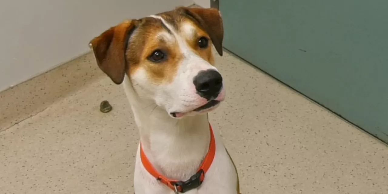 Pet of the Week: Scout