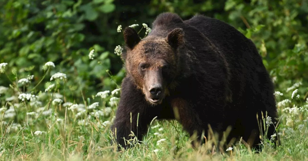 Nahe St. Petersburg: Bär tötet Frau - Tier erschossen