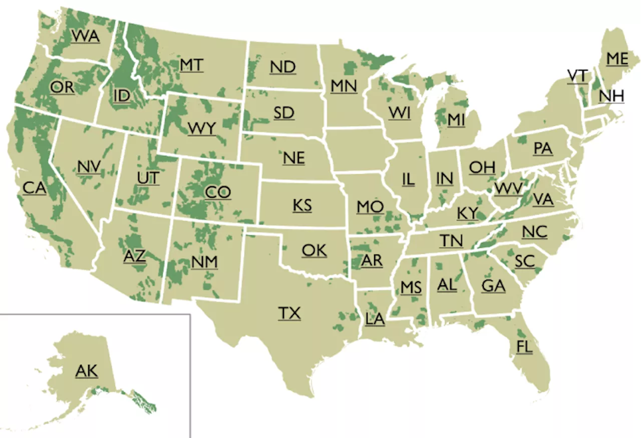 National Forest Week: You might be surprised at how little old-growth forest we have