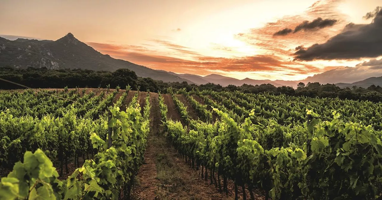 En Corse, roadtrip d’exception dans des vignobles en plein renouveau, entre terre et mer