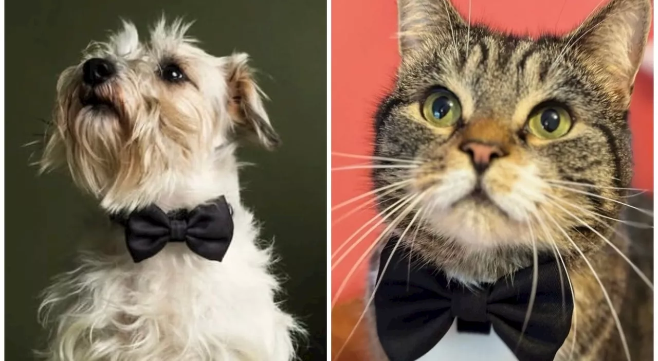 Cani e gatti eleganti come James Bond: in attesa del nuovo film arrivano i papillon ispirati all'agente 007