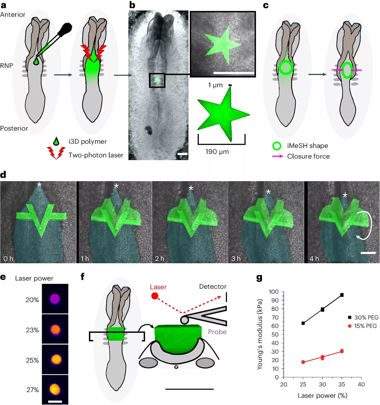 New study used 3D-printed sensors to measure spinal cord malformations in embryos