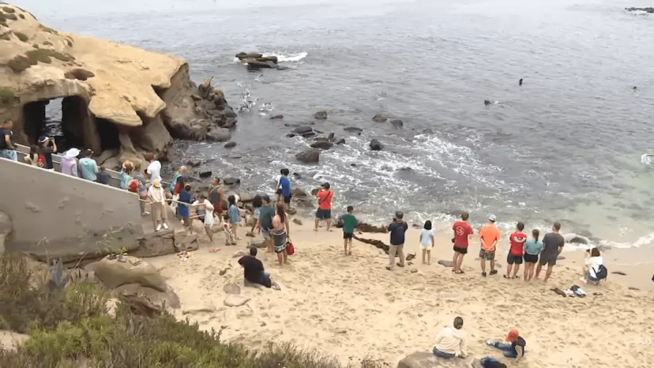 San Diego organizations push for sea lion management plan at La Jolla Cove