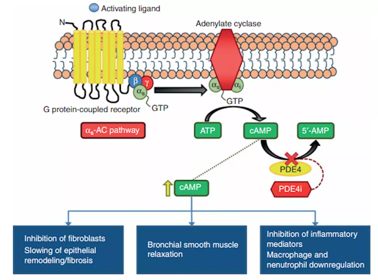 FDA approved PDE4 inhibitor roflumilast for atopic dermatitis