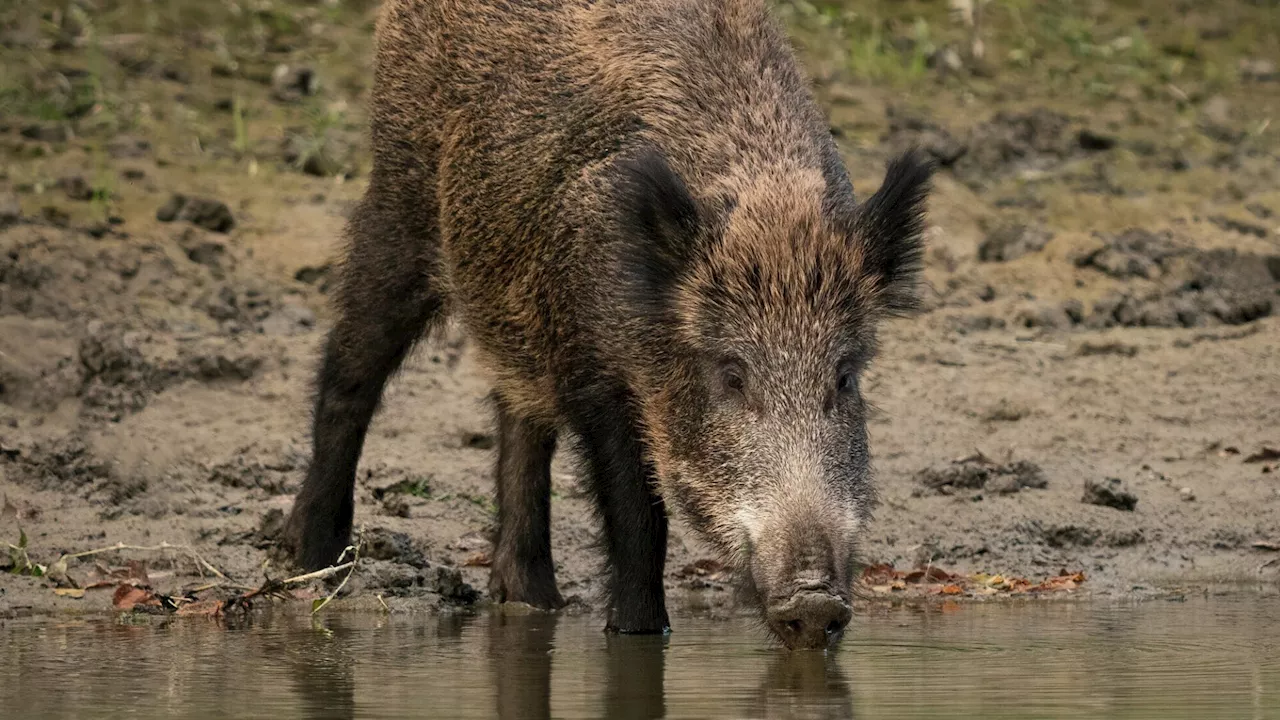 Nationalpark Donau-Auen: Tierische Tricks gegen die Hitze