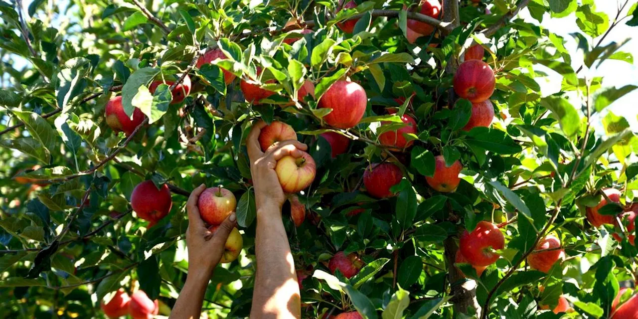 Der Apfel f&auml;llt nicht weit vom Stamm: Herkunft &amp; Bedeutung