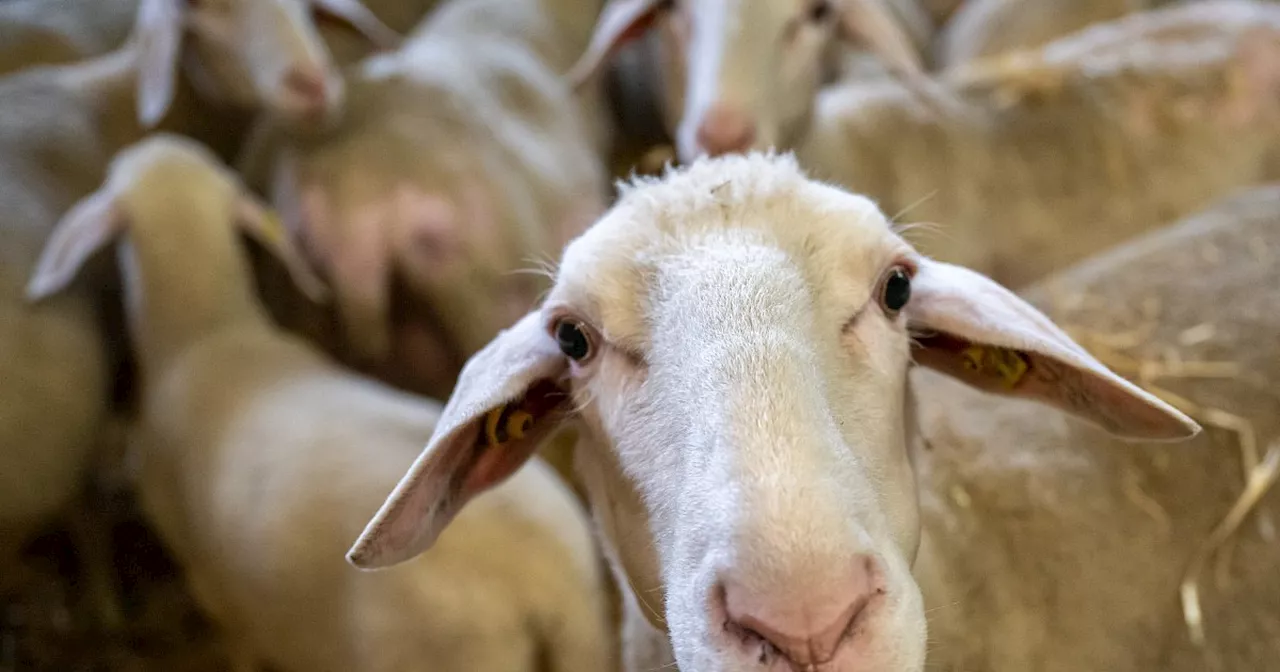 Blauzungenkrankheit erreicht den Kreis Herford: Das Wichtigste zur Tierseuche