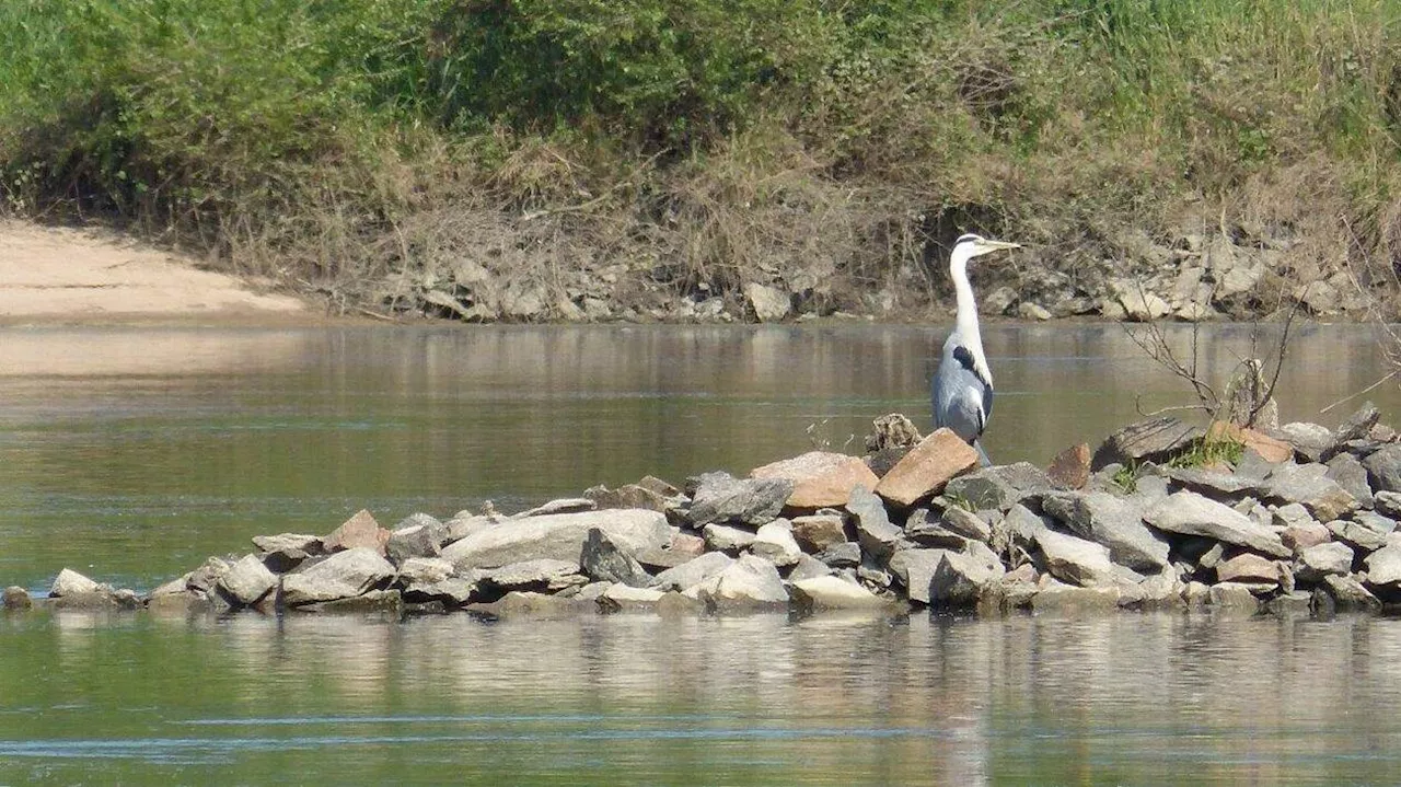 Mauges. Une sortie en Loire à la tombée du jour pour observer les oiseaux