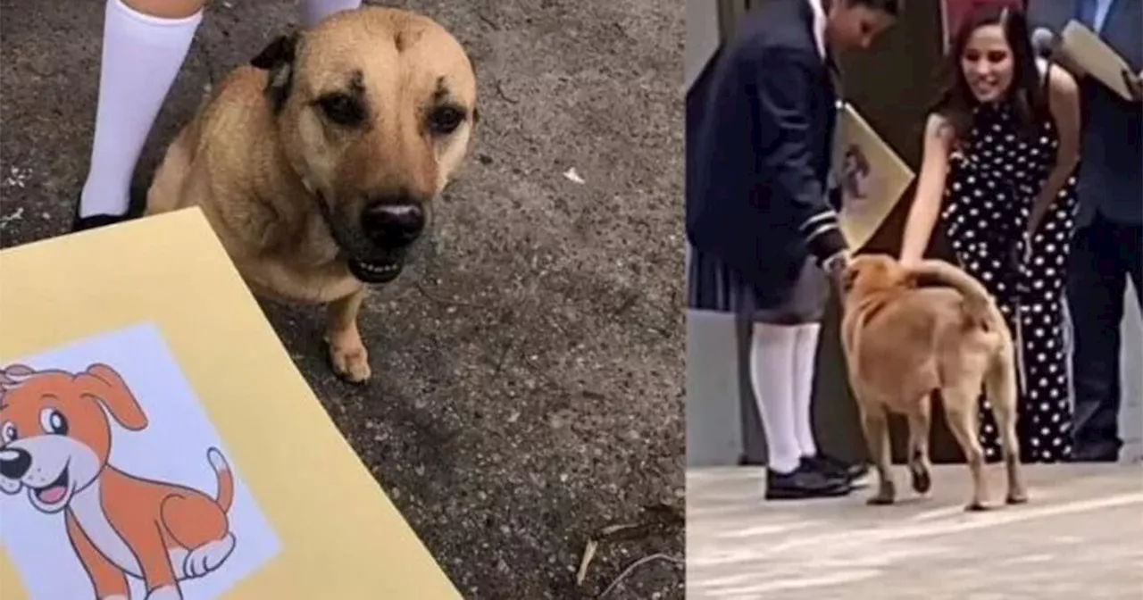 ¡Con honores! Perrito Flavio se gradúa de primaria y conquista corazones en redes sociales