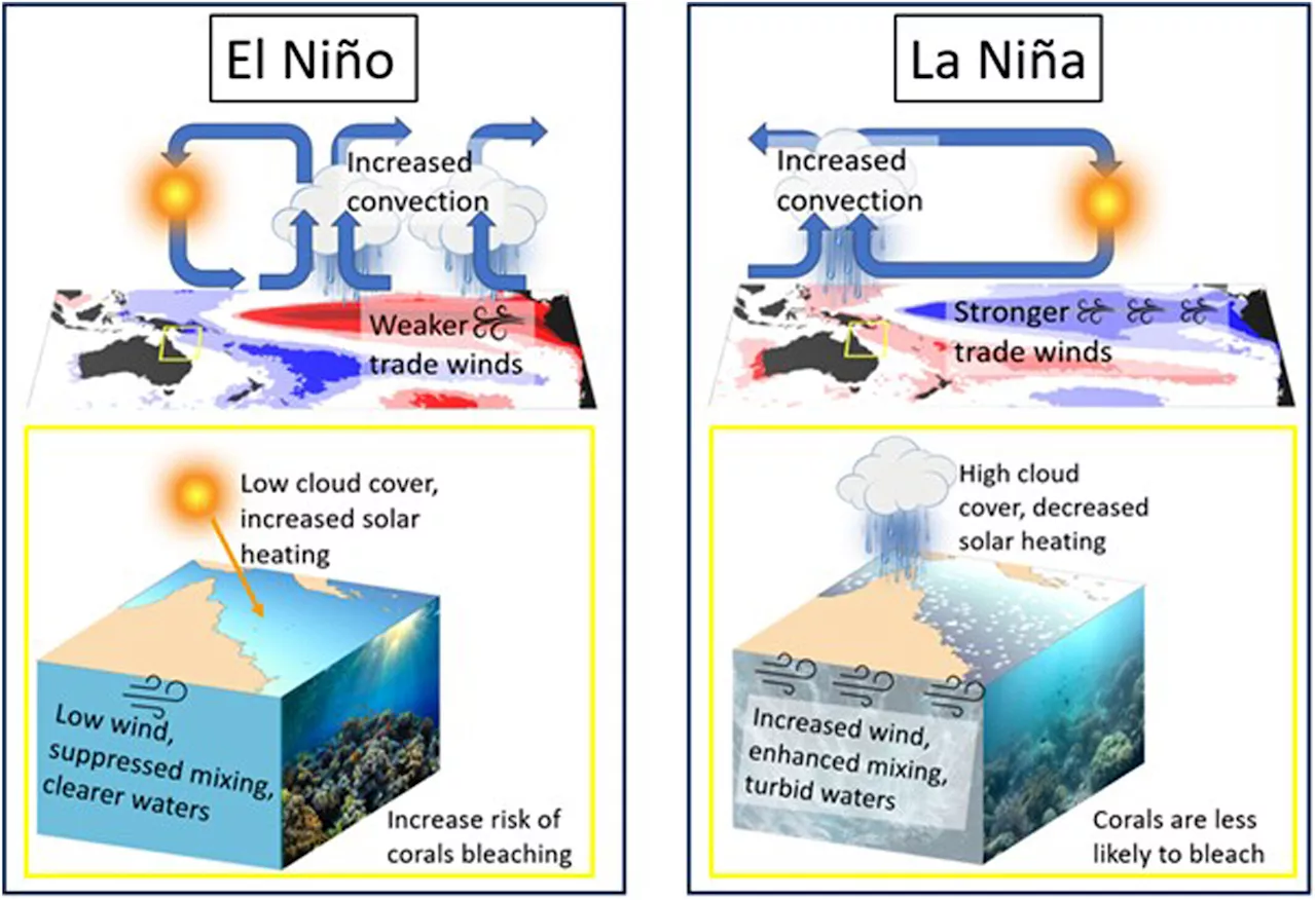 How climate patterns contribute to coral bleaching in the Great Barrier Reef