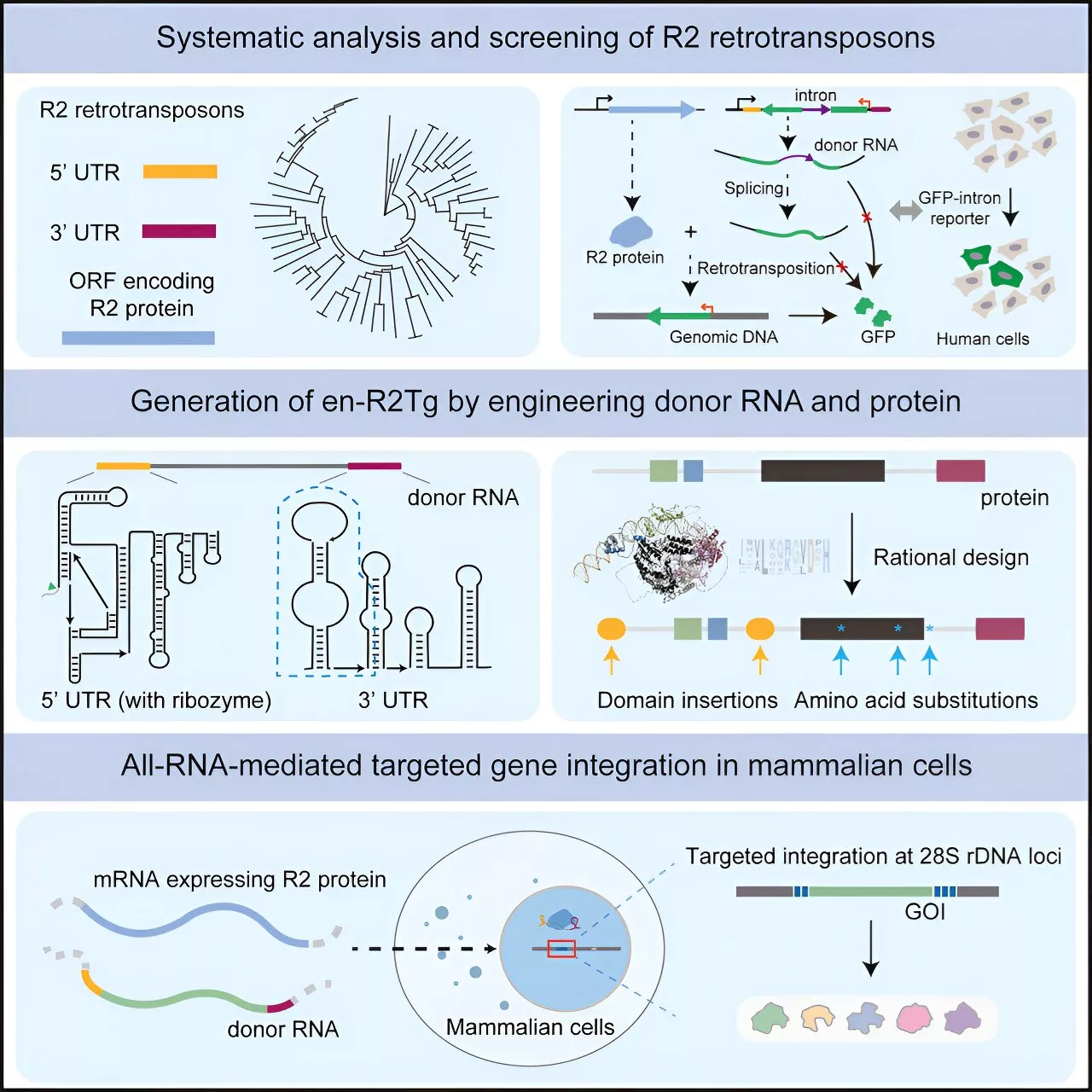 Novel gene writing technology enables all-RNA-mediated targeted gene integration in human cells