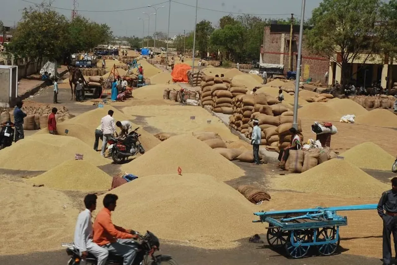 Kota Mandi Bhav: इतना सस्ता हुआ गेहूं और सोयाबीन, 40 हजार कट्टे कृषि जिंस की आवक, जानिए कोटा मंडी भाव