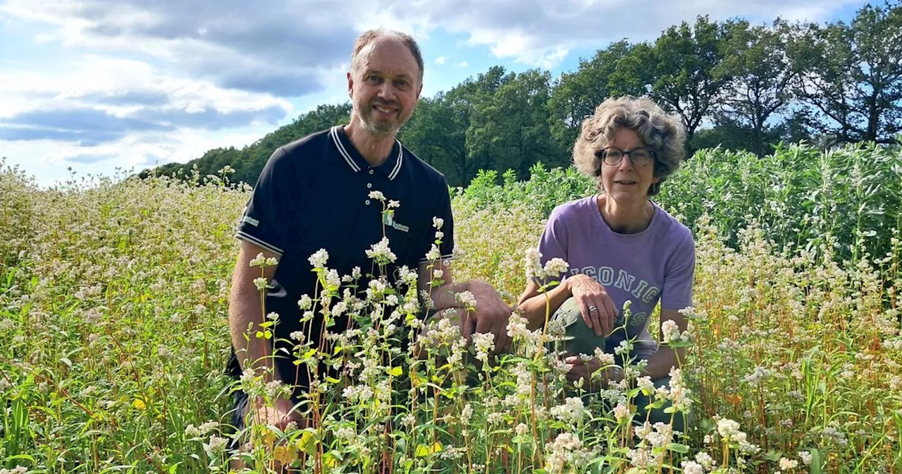 Dit stikstofarme plantje moet weer opbloeien in Drenthe: 'Het gedijt goed op arme zandgronden'