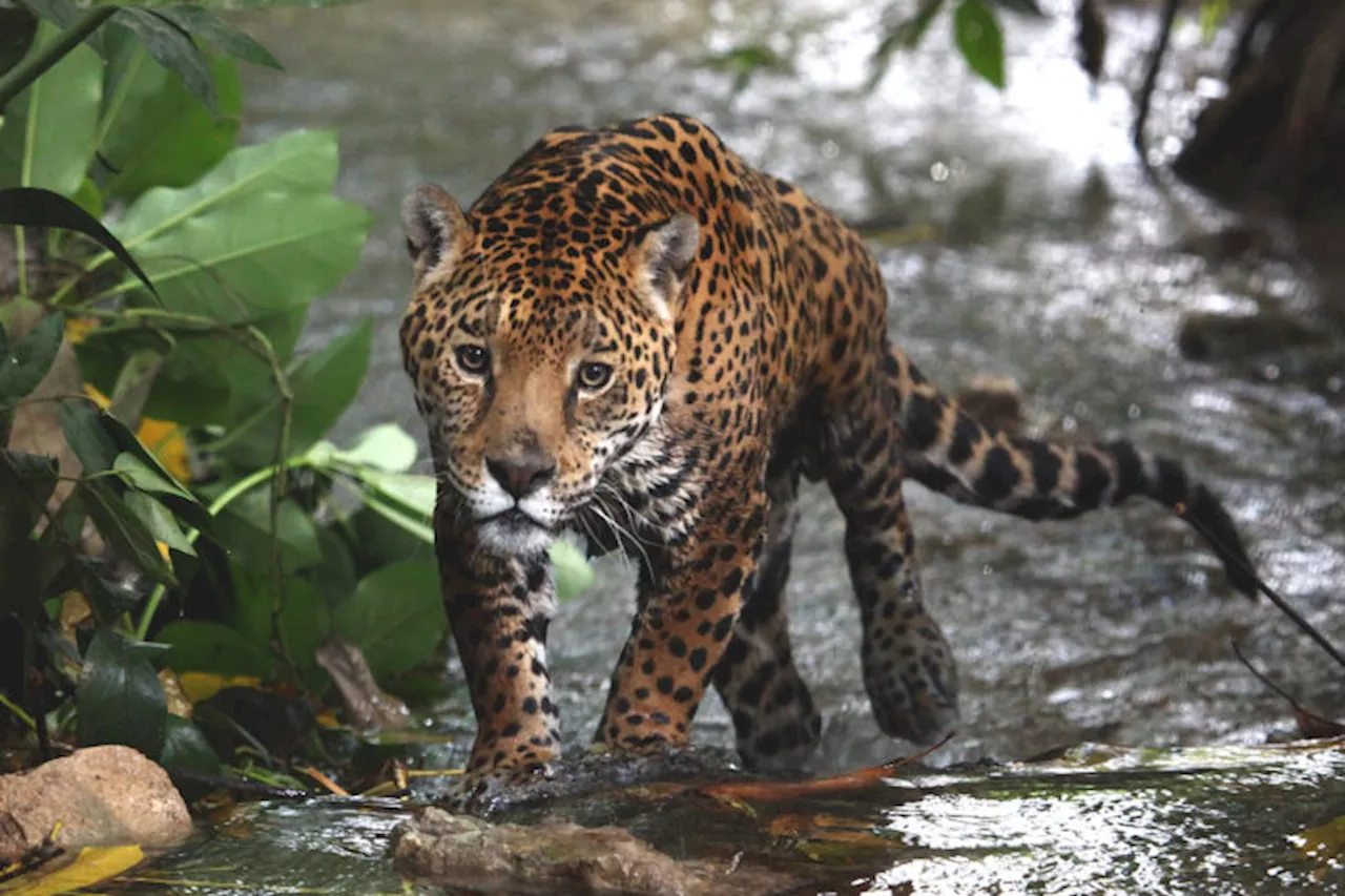 Shrimp farms threaten Mexico’s mangroves and the jaguars that inhabit them