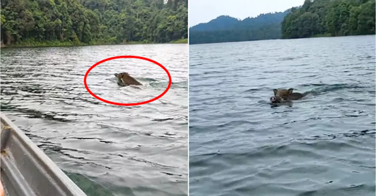 Wild Boar Spotted Swimming, Surprises Malaysians With Its Aquatic Skills