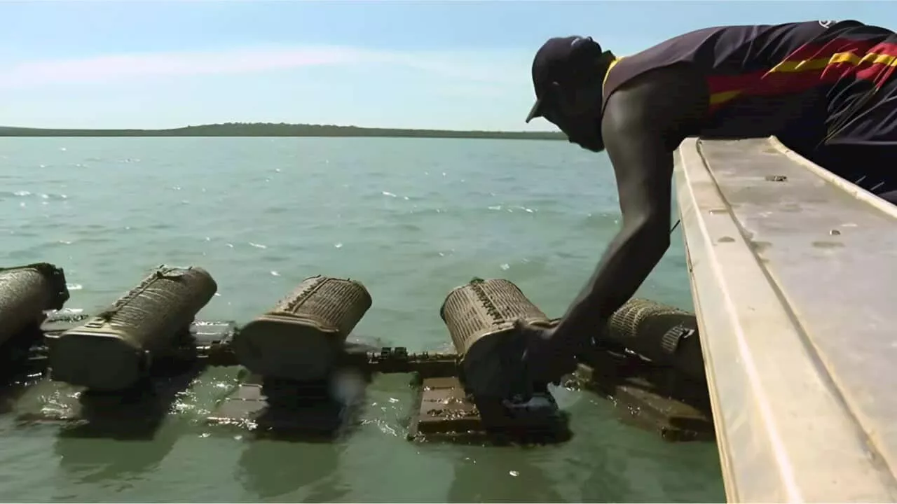 Harvesting traditional foods - with an eye to world markets