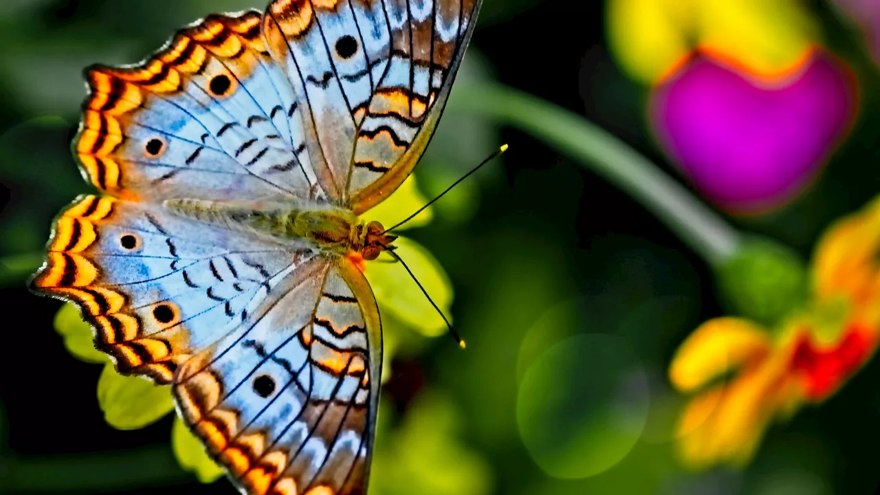 Aumenta la población de mariposas en Barcelona gracias a las lluvias y mejoras en espacios naturales