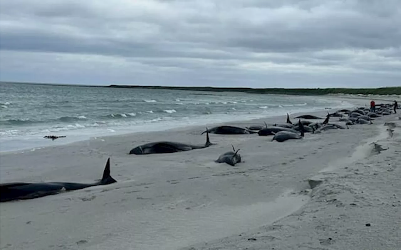 Scozia, 77 balene arenate in spiaggia su isola Sanday. È il peggior caso del secolo. VIDEO