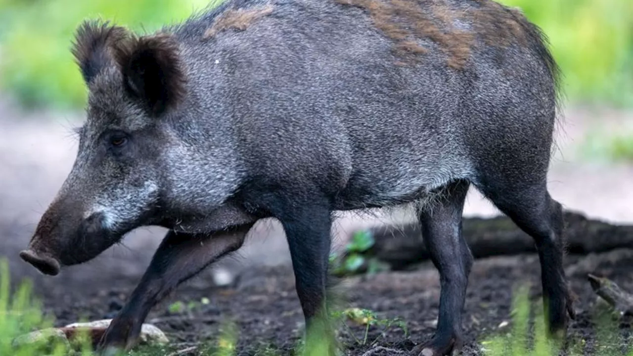 Afrikanische Schweinepest: Kreis Mainz-Bingen: Erste Schweinepest-Untersuchung positiv