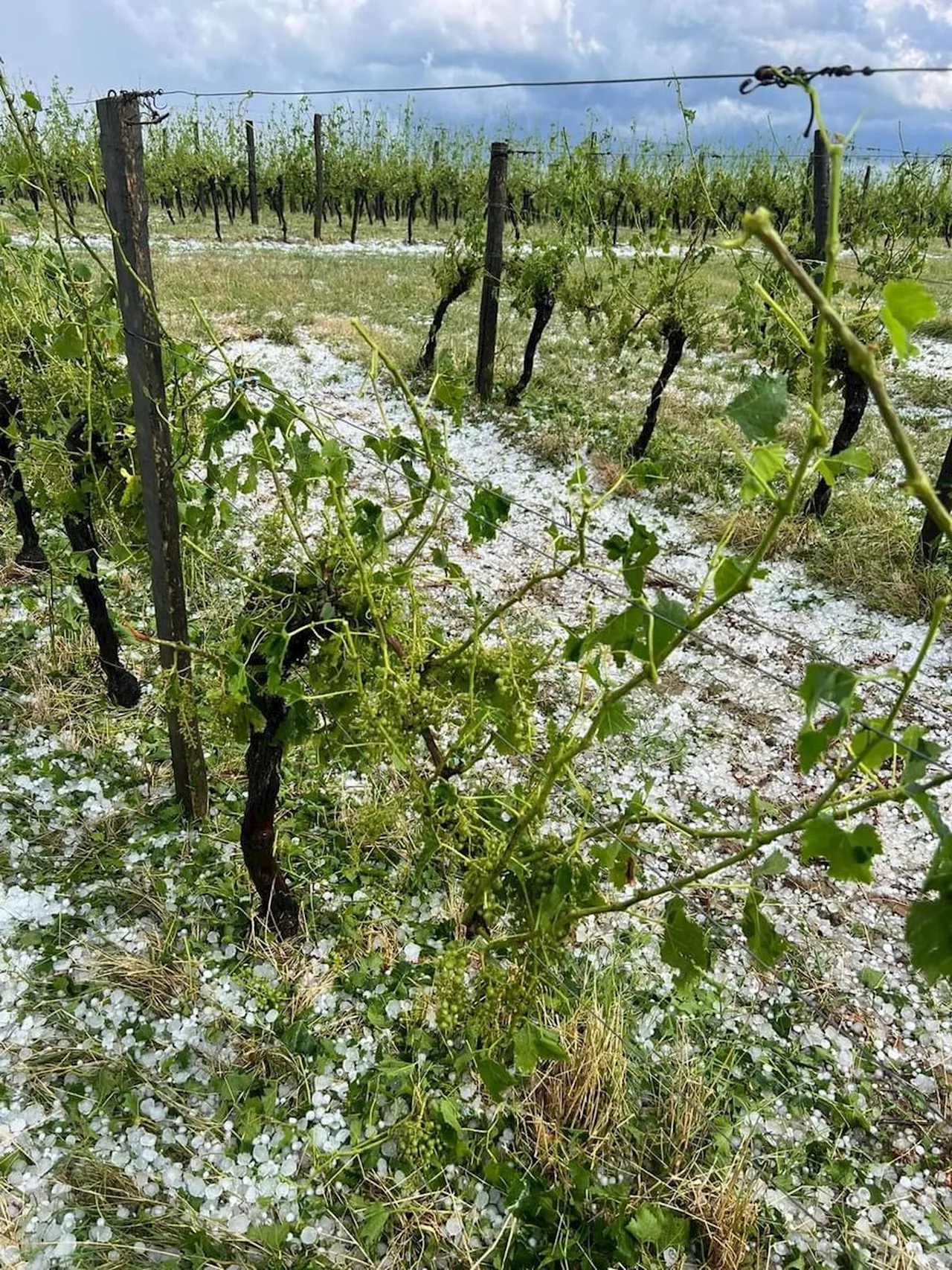 « On n’a jamais vu un tapis de grêle comme ça ! » : les vignerons du Duraquois touchés par un violent orage