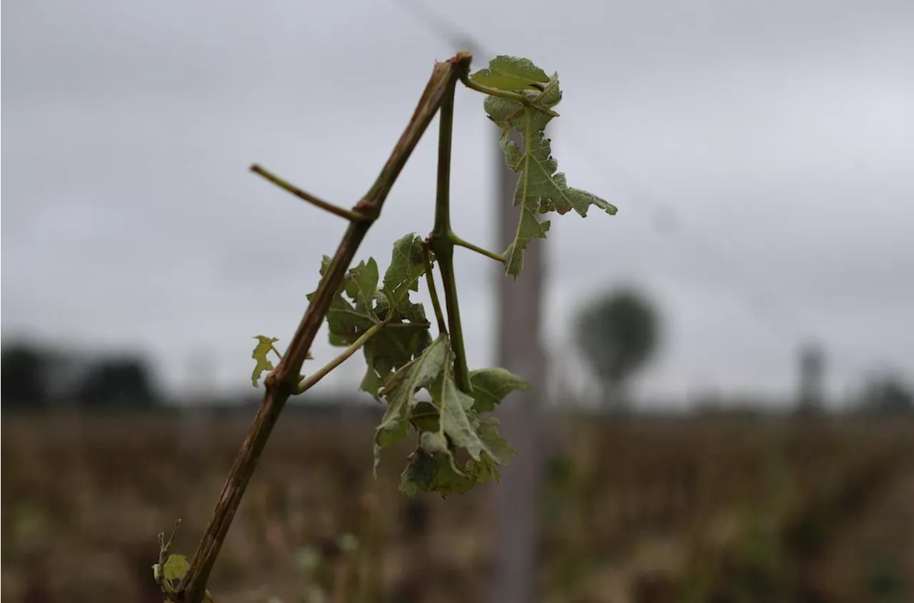 Orages de grêle dans le sud de la Dordogne : vignes, pruniers et cultures sont touchés